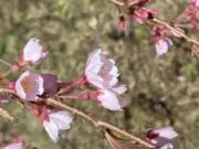 マチャ