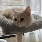ゆにの画像