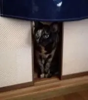 ぼんちゃんの画像