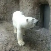 もりりん