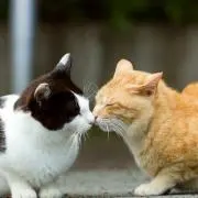 ミクナッツの画像