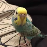 PEE