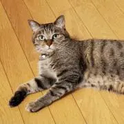 ちゃしゅの画像