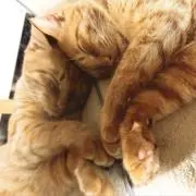 もり。