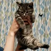 ぴーやんの画像