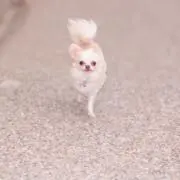 Mayu