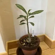 けいこの画像