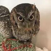 フクロウ