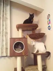 しもねこの画像