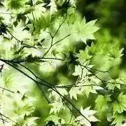 りすの画像