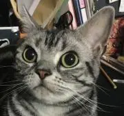 ねんねこの画像