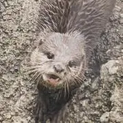 yaya
