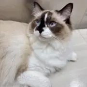 ニょーんの画像