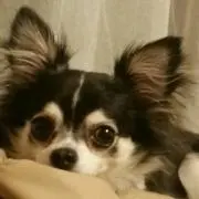 売り切れ♪犬用 かつら ハゲちゃびん サムライ パグ Pompreece - メルカリ