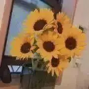 ひまわりの画像
