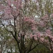 あず