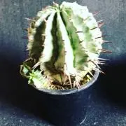 なとの画像