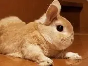 akiの画像