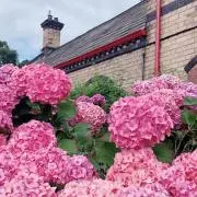 みみの画像