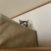 ラシ⭐︎の画像