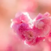 はな