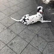 九十九の画像