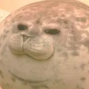 あざらしの画像