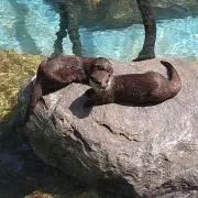 Syoの画像