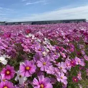 ゆずの画像