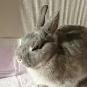 はくたく