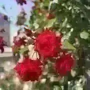 さく