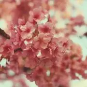 くろちゃん　【土日返信遅】の画像