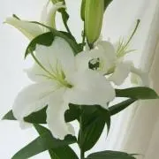 ミランの画像
