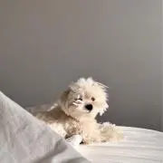 shikaの画像