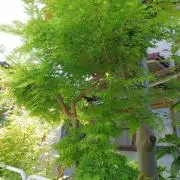 ポチコの画像