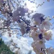 Achの画像