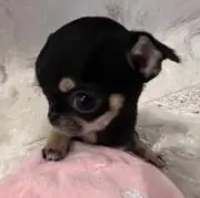 nqの画像