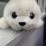 ミッツの画像