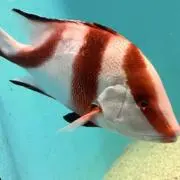 りょーの画像