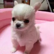 こにゃまろ