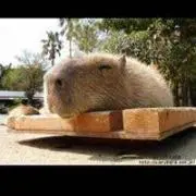 糊土鏝 京都丸一鏝 3丁 - メルカリ