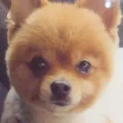 ヒメコロ