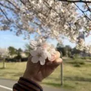 ピーマンの画像