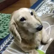 ちびくんの画像