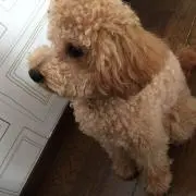 くうちゃんの画像