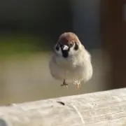 アルパカ