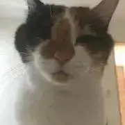 まみの画像