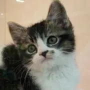 ponkotumini