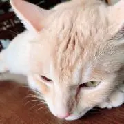 ばての画像
