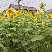 うた